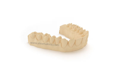 Resinworks Dental Model Hd Peach